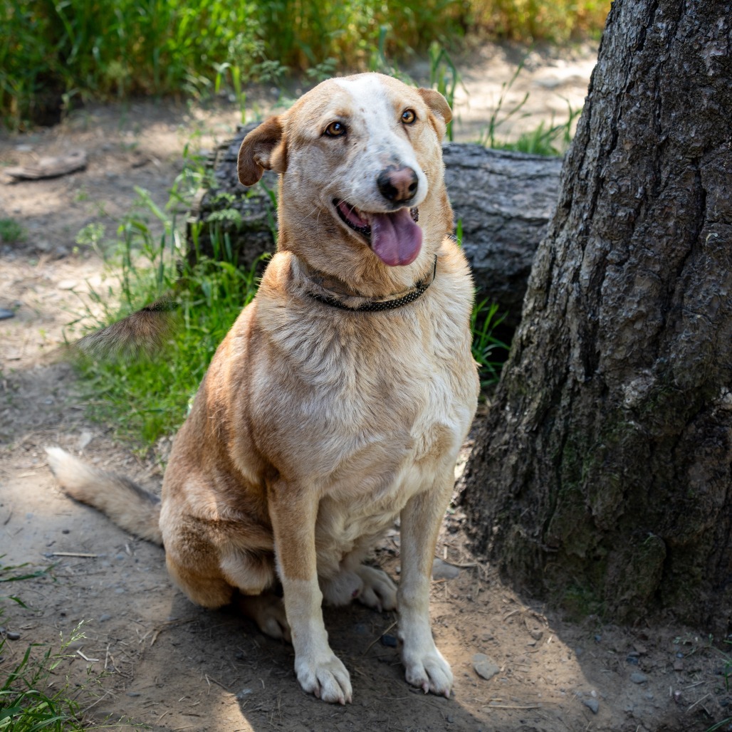 TUCK, an adoptable German Shepherd Dog in Point Richmond, CA, 94801 | Photo Image 1
