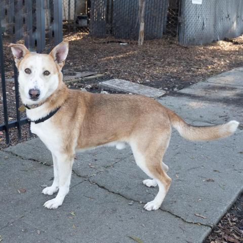 TUCK, an adoptable German Shepherd Dog in Point Richmond, CA, 94801 | Photo Image 2