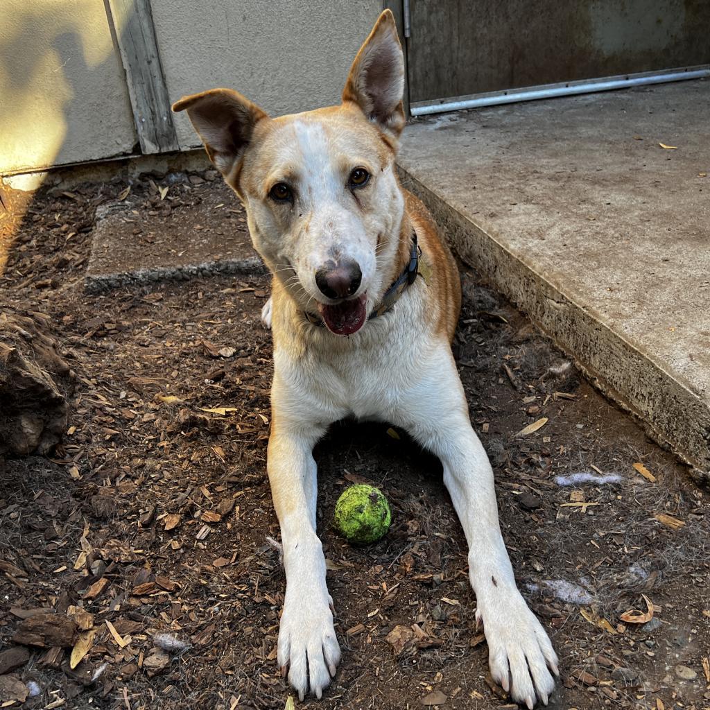 TUCK, an adoptable German Shepherd Dog in Point Richmond, CA, 94801 | Photo Image 2