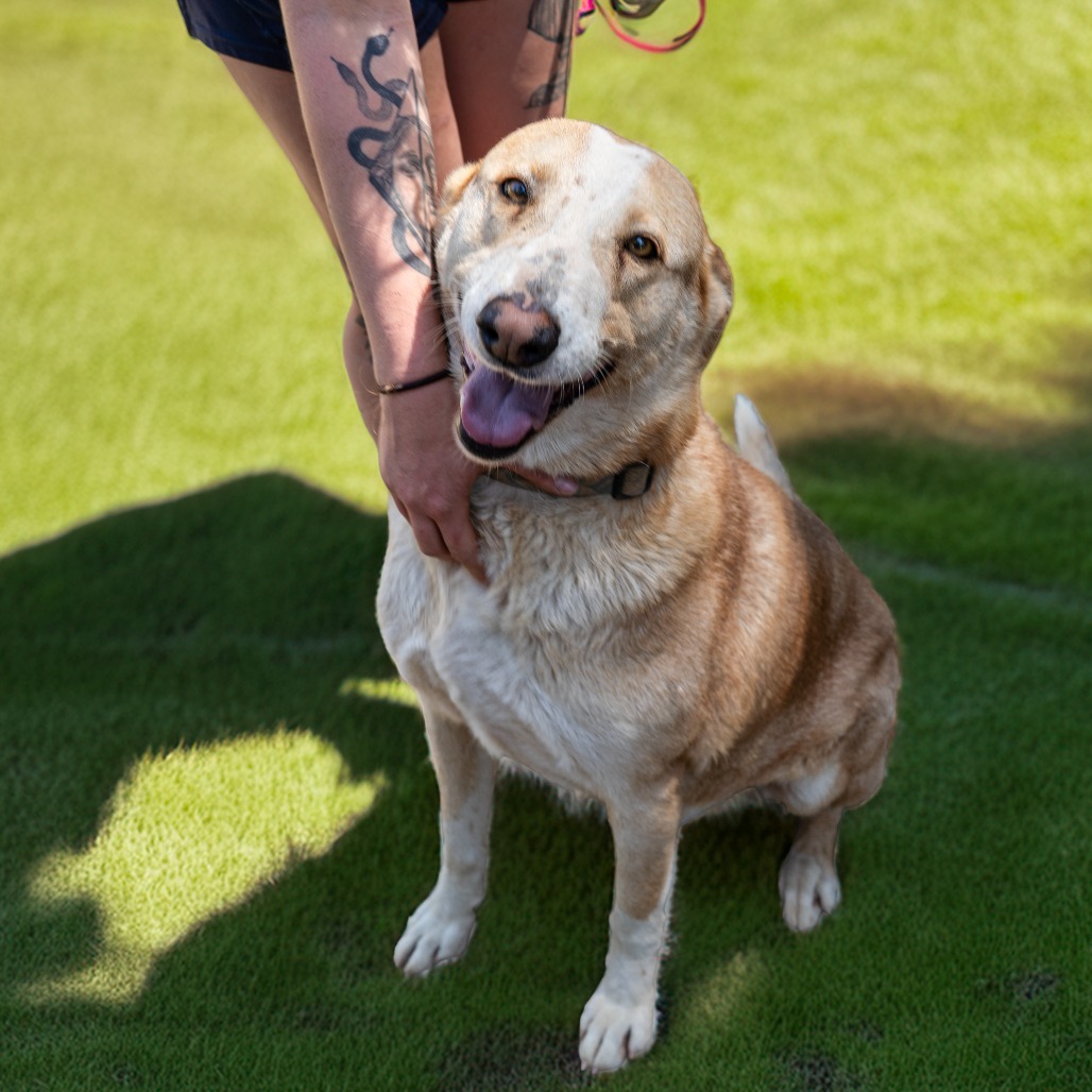 TUCK, an adoptable German Shepherd Dog in Point Richmond, CA, 94801 | Photo Image 2