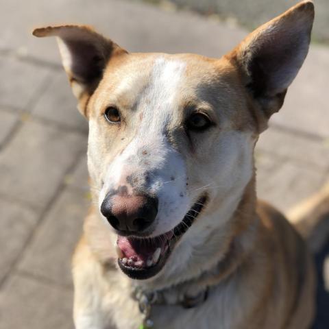 TUCK, an adoptable German Shepherd Dog in Point Richmond, CA, 94801 | Photo Image 3