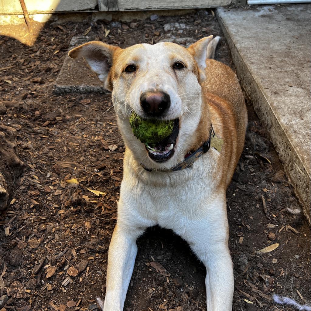 TUCK, an adoptable German Shepherd Dog in Point Richmond, CA, 94801 | Photo Image 3