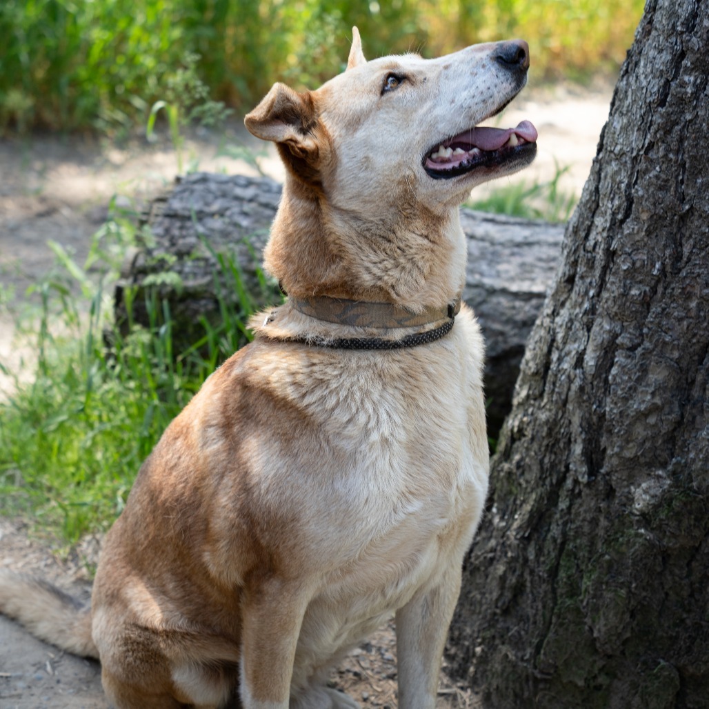 TUCK, an adoptable German Shepherd Dog in Point Richmond, CA, 94801 | Photo Image 3