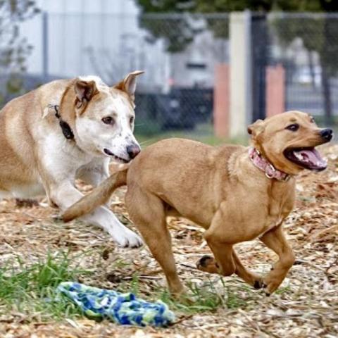 TUCK, an adoptable German Shepherd Dog in Point Richmond, CA, 94801 | Photo Image 4