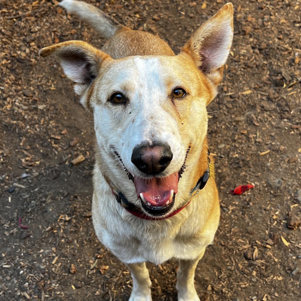 TUCK, an adoptable German Shepherd Dog in Point Richmond, CA, 94801 | Photo Image 4