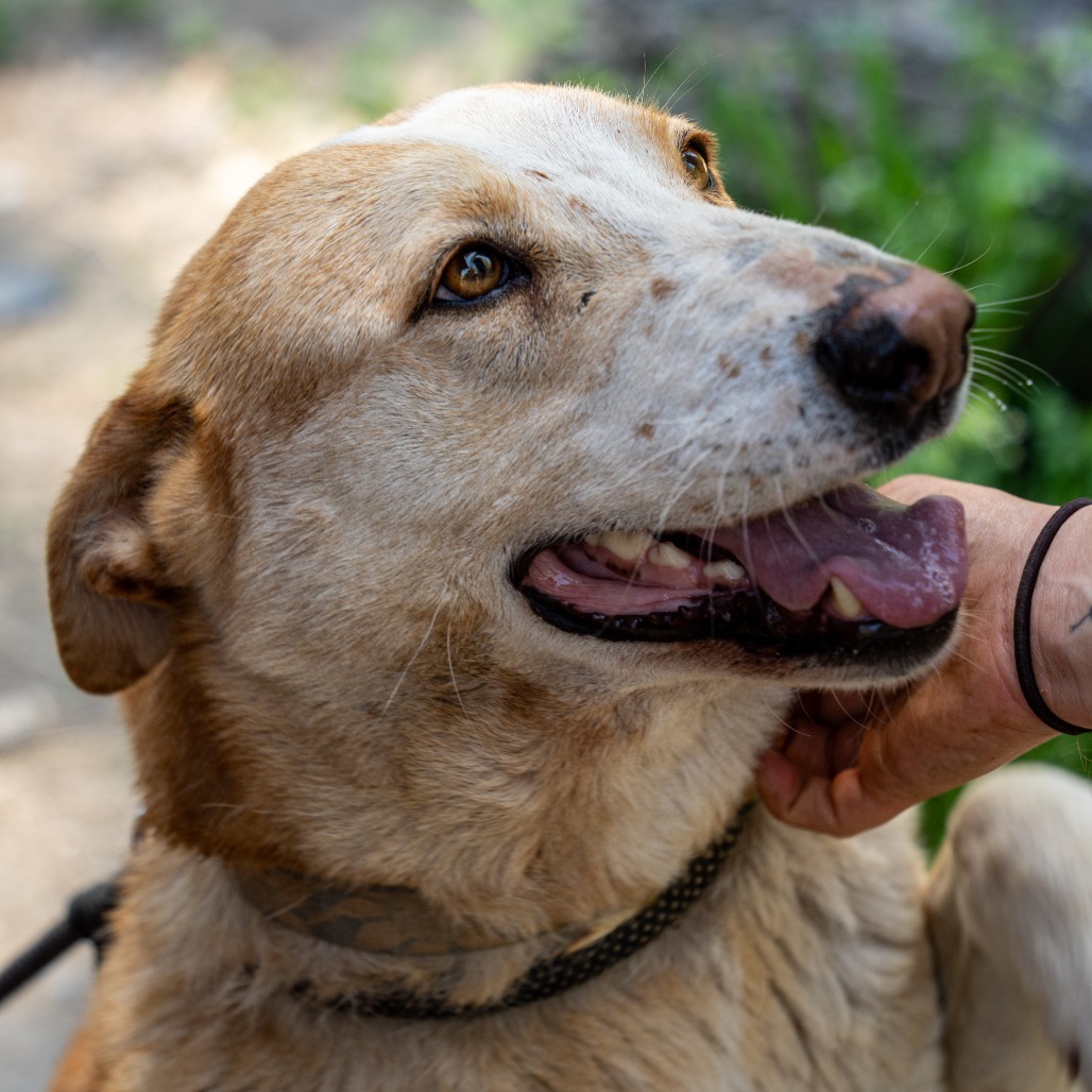 TUCK, an adoptable German Shepherd Dog in Point Richmond, CA, 94801 | Photo Image 4