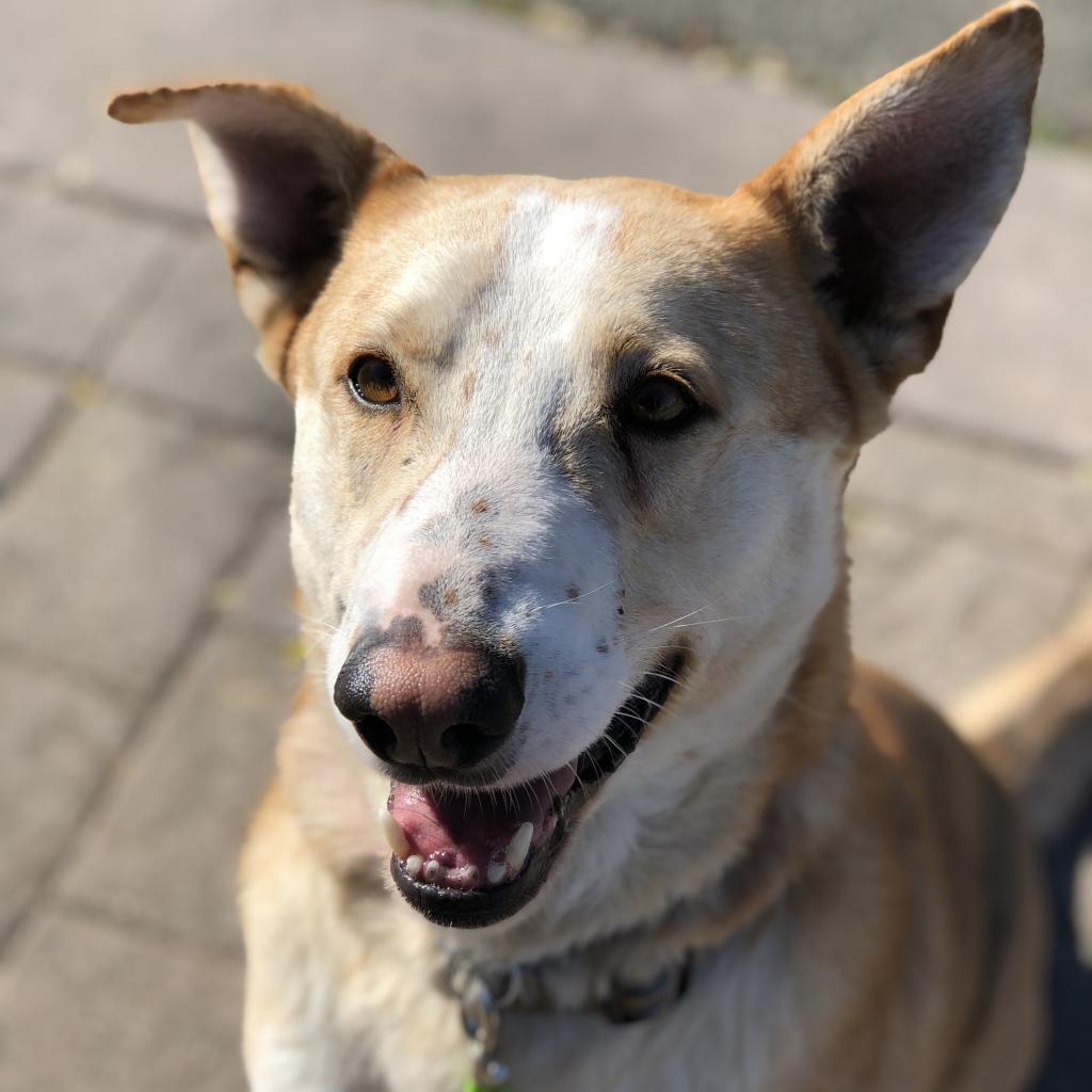 TUCK, an adoptable German Shepherd Dog in Point Richmond, CA, 94801 | Photo Image 6