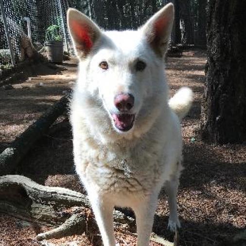 BOSWORTH, an adoptable Shepherd in Point Richmond, CA, 94801 | Photo Image 1