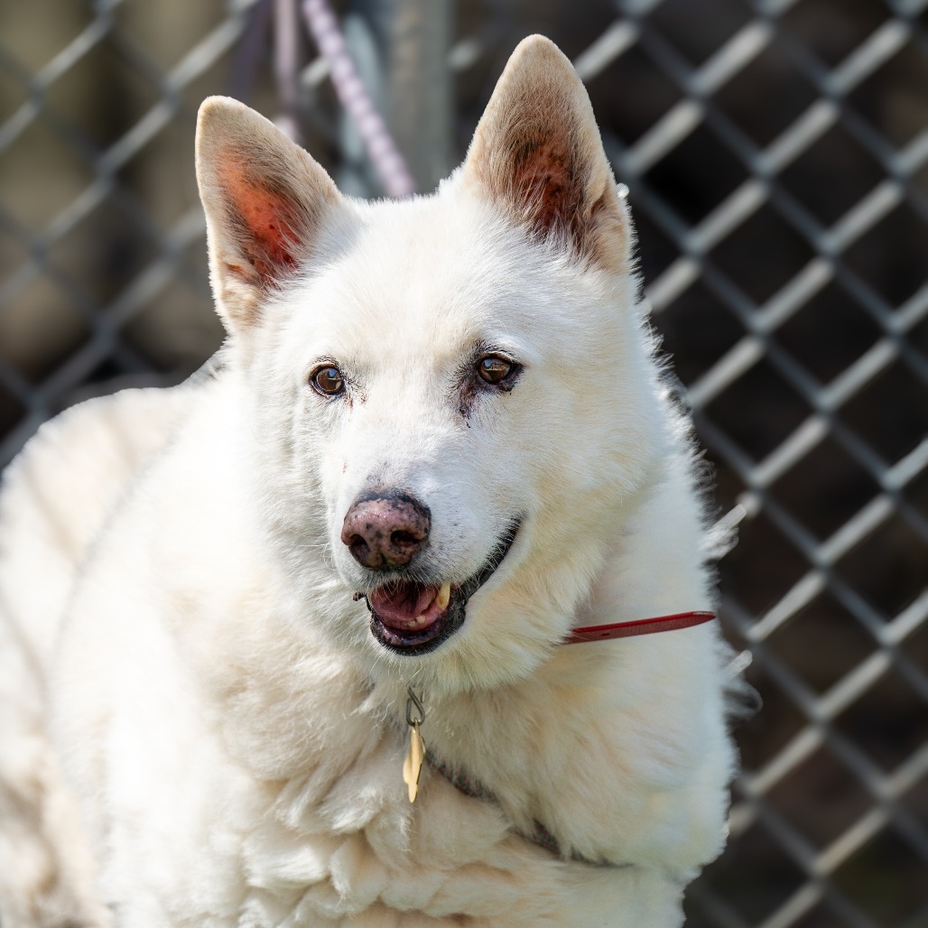 BOSWORTH, an adoptable Shepherd in Point Richmond, CA, 94801 | Photo Image 1