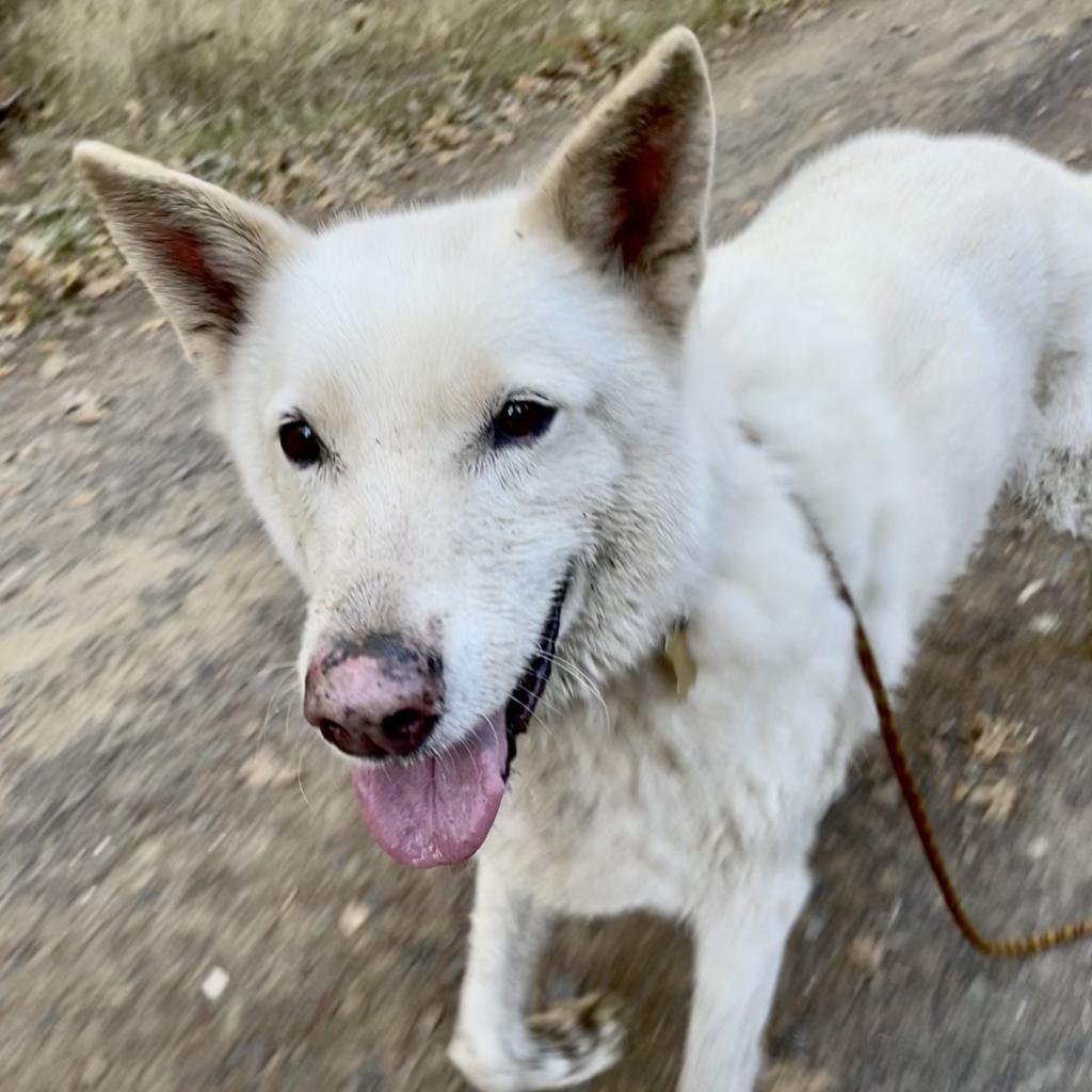 BOSWORTH, an adoptable Shepherd in Point Richmond, CA, 94801 | Photo Image 2