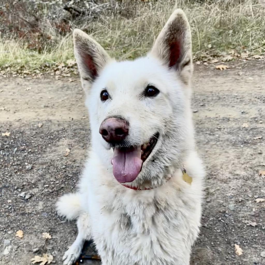 BOSWORTH, an adoptable Shepherd in Point Richmond, CA, 94801 | Photo Image 2