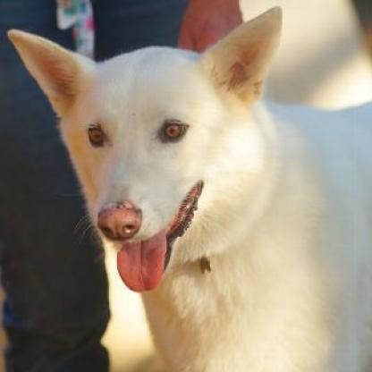 BOSWORTH, an adoptable Shepherd in Point Richmond, CA, 94801 | Photo Image 3