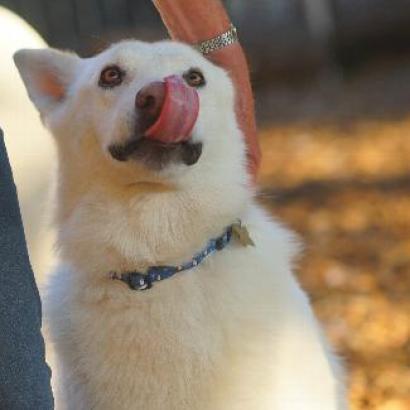 BOSWORTH, an adoptable Shepherd in Point Richmond, CA, 94801 | Photo Image 3