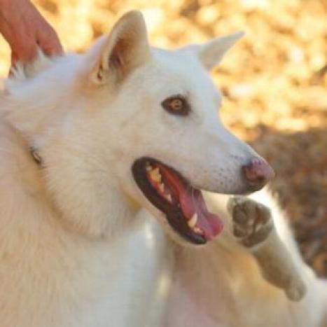 BOSWORTH, an adoptable Shepherd in Point Richmond, CA, 94801 | Photo Image 4