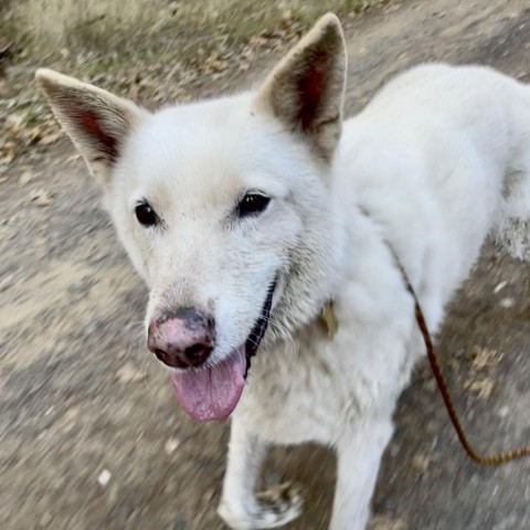 BOSWORTH, an adoptable Shepherd in Point Richmond, CA, 94801 | Photo Image 6