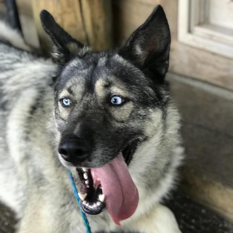 Irish hot sale wolfhound husky