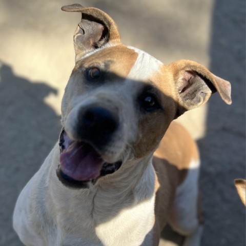 JOHNNY, an adoptable Cattle Dog, American Staffordshire Terrier in Point Richmond, CA, 94801 | Photo Image 1