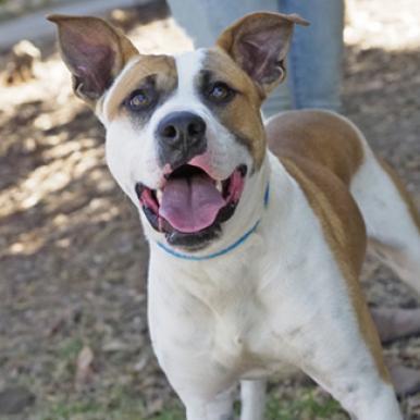 JOHNNY, an adoptable Cattle Dog, American Staffordshire Terrier in Point Richmond, CA, 94801 | Photo Image 2