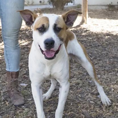 JOHNNY, an adoptable Cattle Dog, American Staffordshire Terrier in Point Richmond, CA, 94801 | Photo Image 2