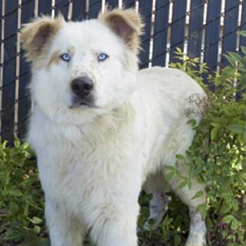 SHIRO, an adoptable Australian Shepherd, Spitz in Point Richmond, CA, 94801 | Photo Image 1