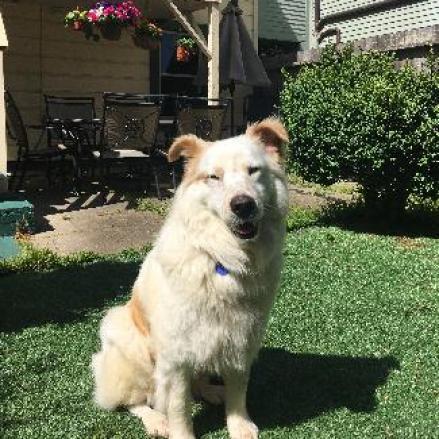 SHIRO, an adoptable Australian Shepherd, Spitz in Point Richmond, CA, 94801 | Photo Image 2