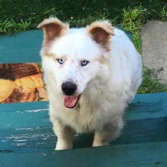 SHIRO, an adoptable Australian Shepherd, Spitz in Point Richmond, CA, 94801 | Photo Image 2