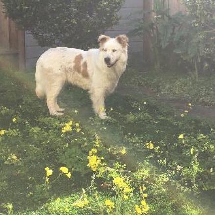 SHIRO, an adoptable Australian Shepherd, Spitz in Point Richmond, CA, 94801 | Photo Image 3