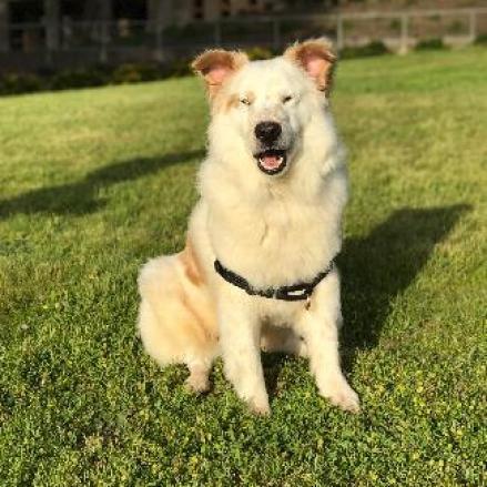 SHIRO, an adoptable Australian Shepherd, Spitz in Point Richmond, CA, 94801 | Photo Image 3