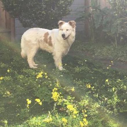 SHIRO, an adoptable Australian Shepherd, Spitz in Point Richmond, CA, 94801 | Photo Image 4