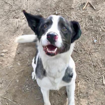 TAZ, an adoptable Border Collie, Pointer in Point Richmond, CA, 94801 | Photo Image 1