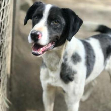 TAZ, an adoptable Border Collie, Pointer in Point Richmond, CA, 94801 | Photo Image 2