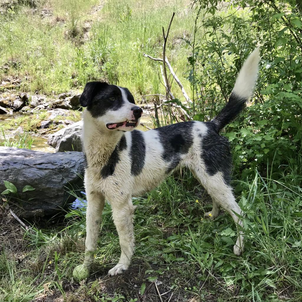 TAZ, an adoptable Border Collie, Pointer in Point Richmond, CA, 94801 | Photo Image 2