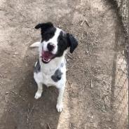 TAZ, an adoptable Border Collie, Pointer in Point Richmond, CA, 94801 | Photo Image 3