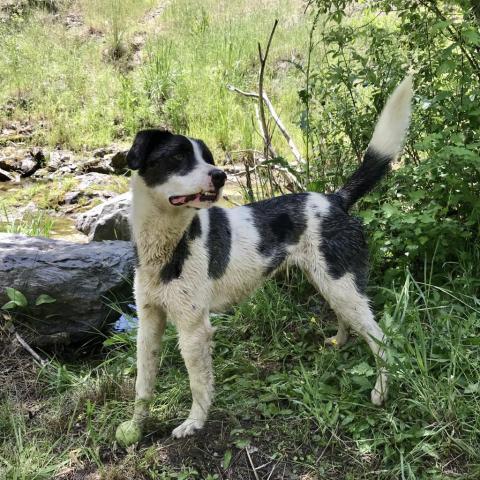 TAZ, an adoptable Border Collie, Pointer in Point Richmond, CA, 94801 | Photo Image 4