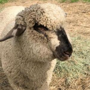 BABAS, Senior Male Sheep