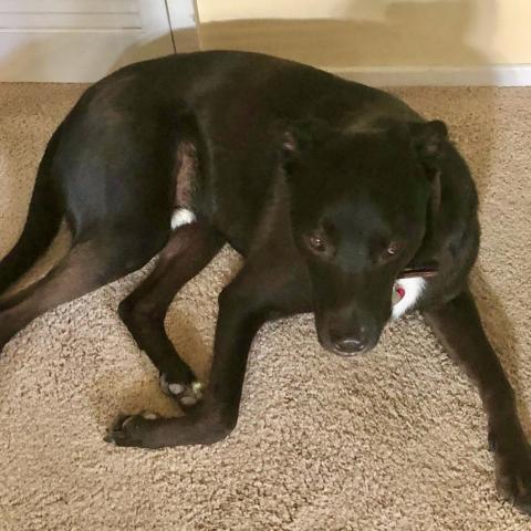 CRUNCHY MOJO, an adoptable Terrier, Black Labrador Retriever in Point Richmond, CA, 94801 | Photo Image 1