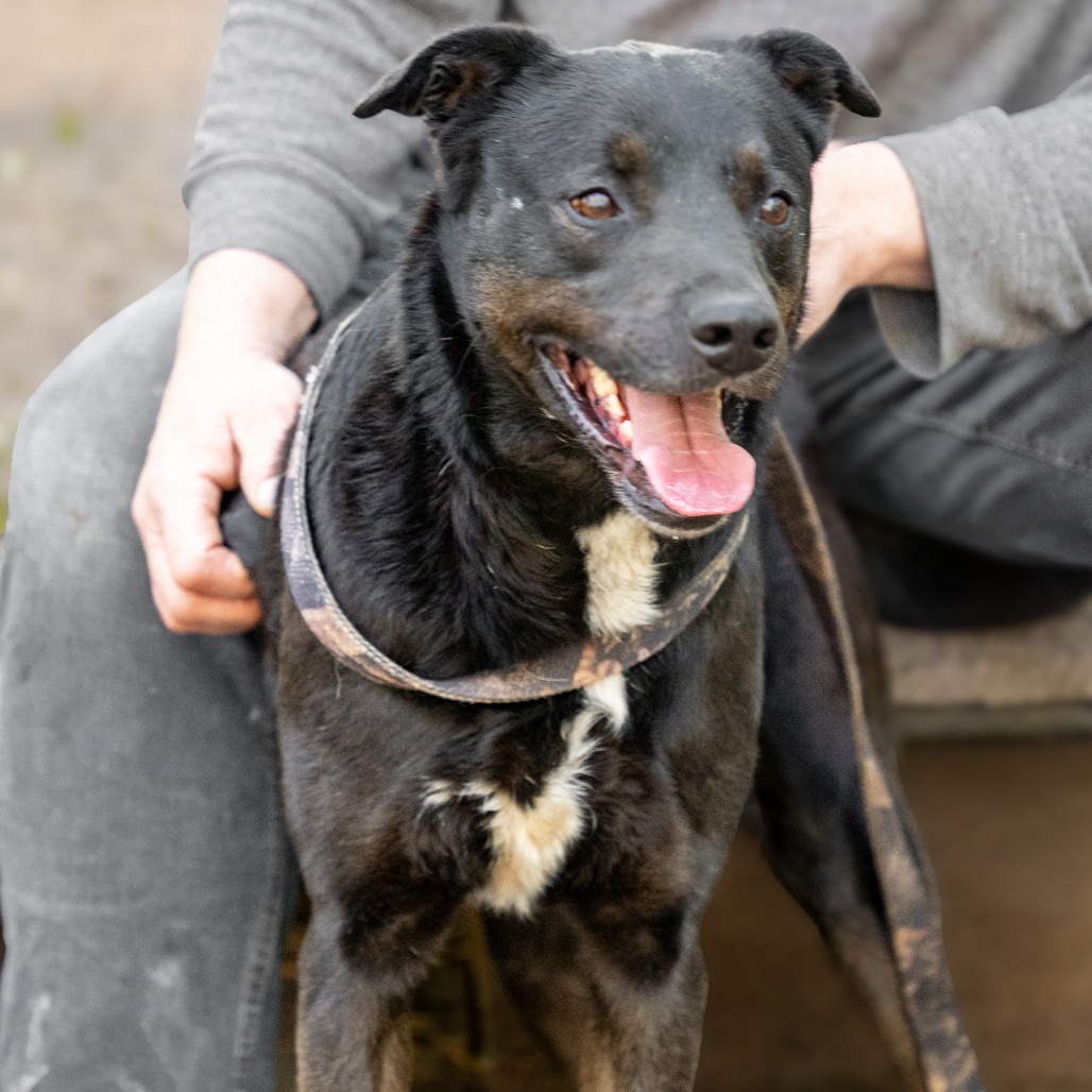 CRUNCHY MOJO, an adoptable Terrier, Black Labrador Retriever in Point Richmond, CA, 94801 | Photo Image 1