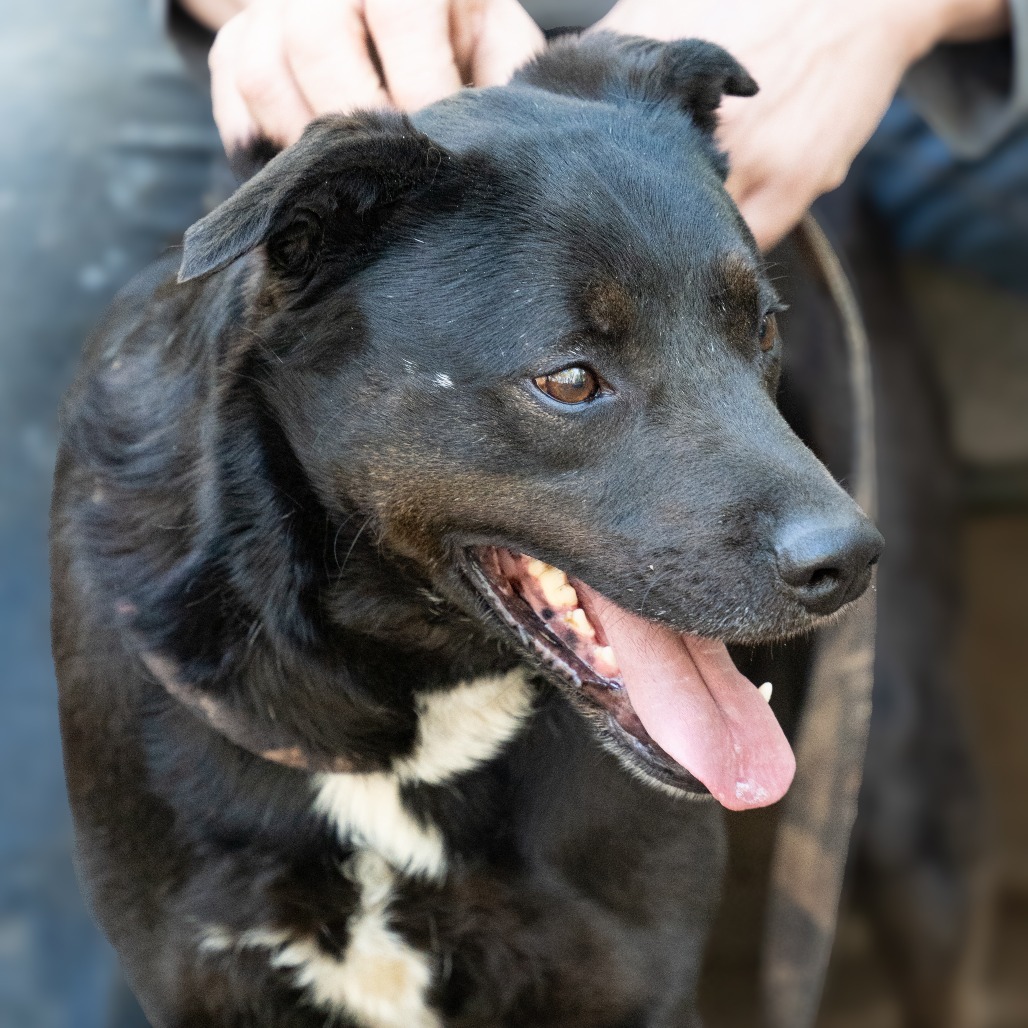 CRUNCHY MOJO, an adoptable Terrier, Black Labrador Retriever in Point Richmond, CA, 94801 | Photo Image 1