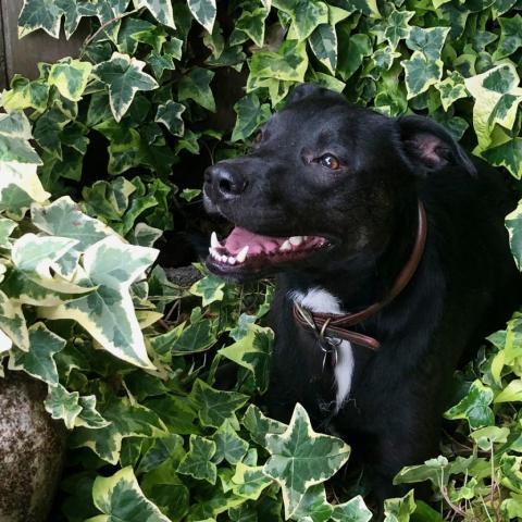 CRUNCHY MOJO, an adoptable Terrier, Black Labrador Retriever in Point Richmond, CA, 94801 | Photo Image 2