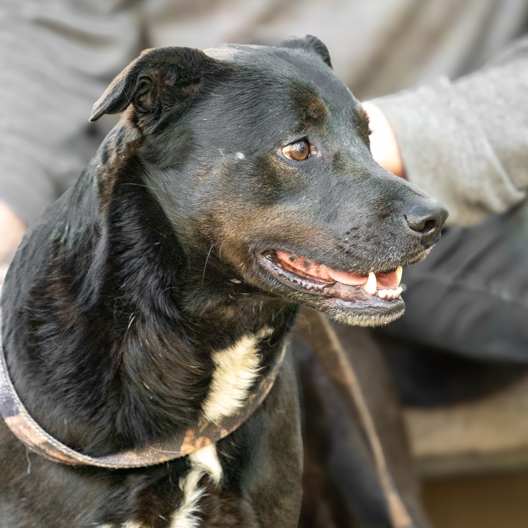 CRUNCHY MOJO, an adoptable Terrier, Black Labrador Retriever in Point Richmond, CA, 94801 | Photo Image 3