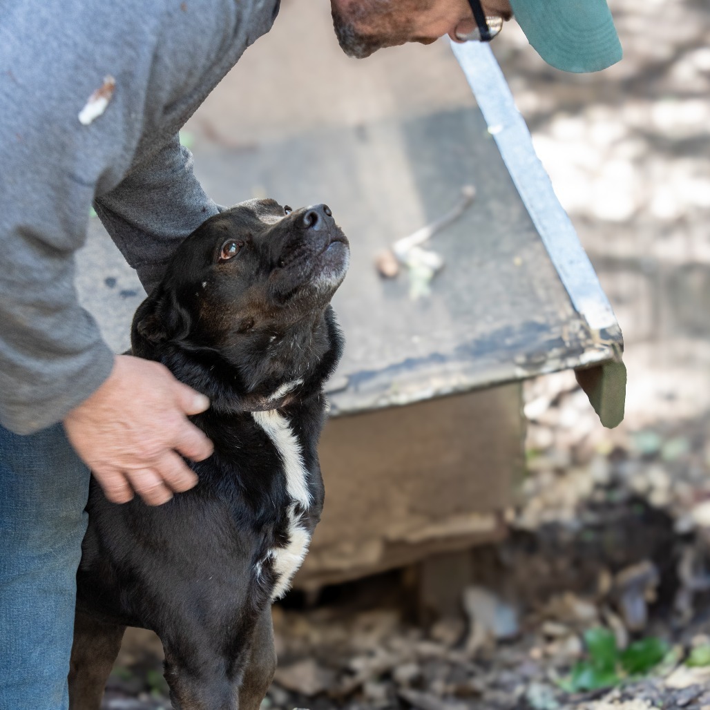 CRUNCHY MOJO, an adoptable Terrier, Black Labrador Retriever in Point Richmond, CA, 94801 | Photo Image 5