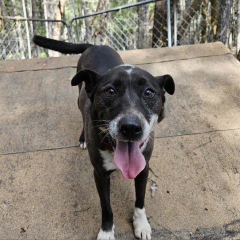 SLICK, an adoptable Border Collie, McNab in Point Richmond, CA, 94801 | Photo Image 1