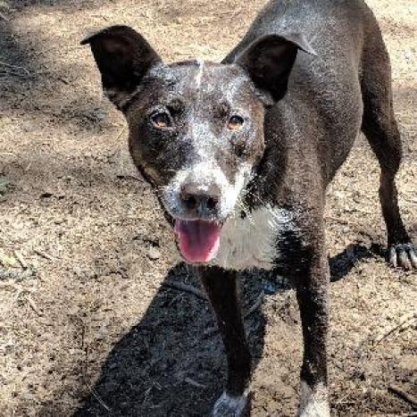 SLICK, an adoptable Border Collie, McNab in Point Richmond, CA, 94801 | Photo Image 2