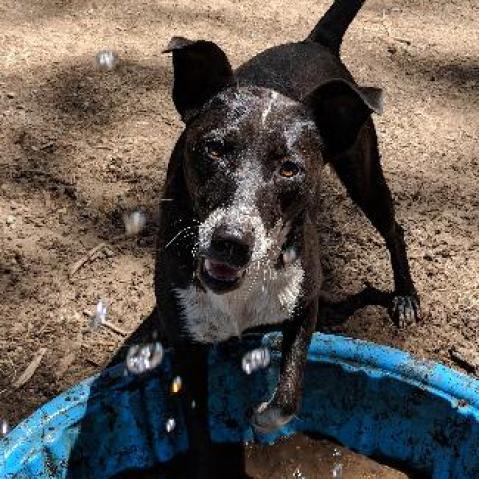 SLICK, an adoptable Border Collie, McNab in Point Richmond, CA, 94801 | Photo Image 2