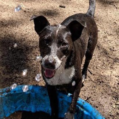 SLICK, an adoptable Border Collie, McNab in Point Richmond, CA, 94801 | Photo Image 3