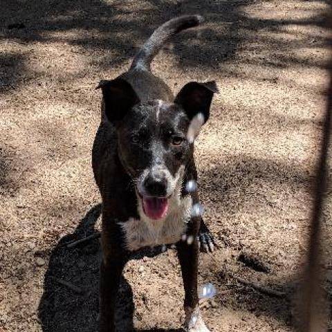 SLICK, an adoptable Border Collie, McNab in Point Richmond, CA, 94801 | Photo Image 3