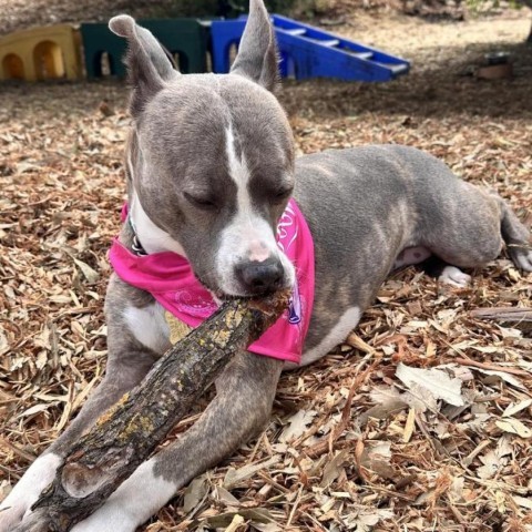 RILEY McPITTY, an adoptable Pit Bull Terrier in Point Richmond, CA, 94801 | Photo Image 1