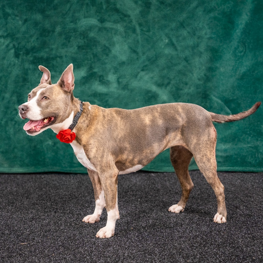 RILEY McPITTY, an adoptable Pit Bull Terrier in Point Richmond, CA, 94801 | Photo Image 1