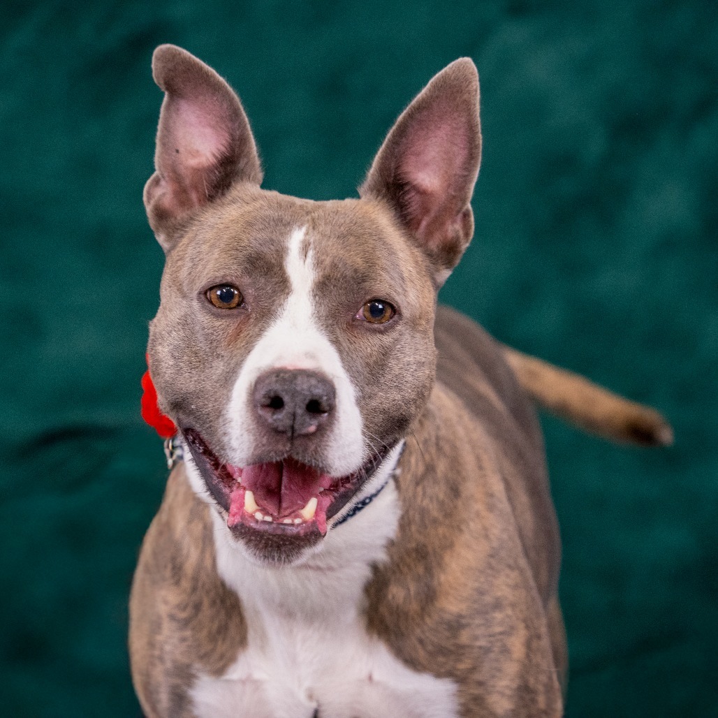 RILEY McPITTY, an adoptable Pit Bull Terrier in Point Richmond, CA, 94801 | Photo Image 1