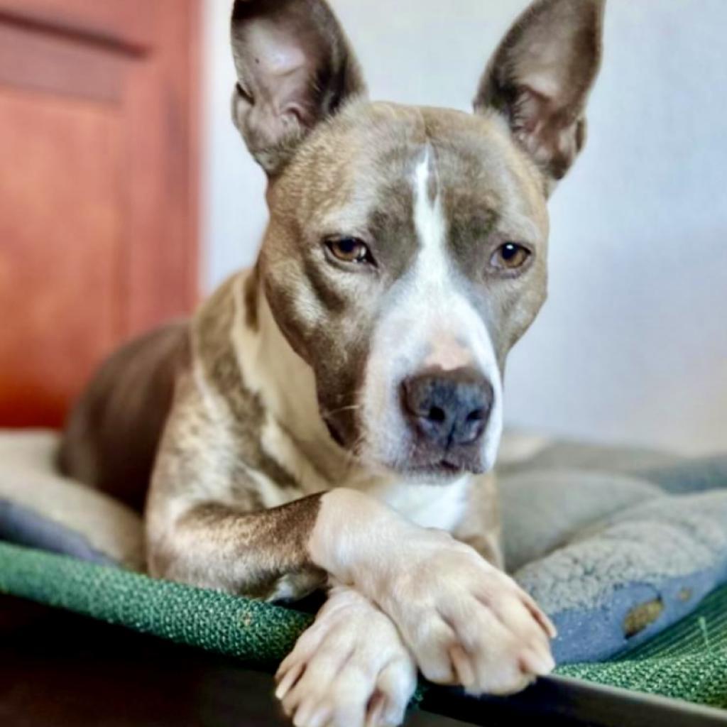 RILEY McPITTY, an adoptable Pit Bull Terrier in Point Richmond, CA, 94801 | Photo Image 2